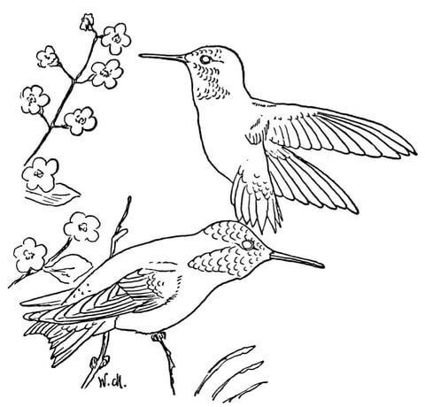 Rufous Hummingbirds Coloring Page